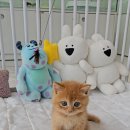 나는 고양이에 빠지다 | 나는 고양이에 빠지다에서 예쁜 브숏 데려왔어요~