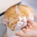 24시 더원 동물병원 이미지