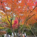 남한산성 경로식당 | [경기도 단풍명소] 곤지암 화담숲 실시간 단풍 후기 | 모노레일 예매 시간, 주차 꿀팁