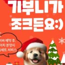 부산강아지분양 마이뭉 24시 이미지