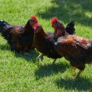 소래축산 이미지