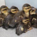 광주광역시 야생동물구조관리센터 이미지