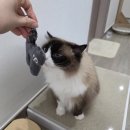 뉴트로피아 | 기호성 좋은 고양이 간식 추천 쉬바(SHEBA) 파우치부터 멜티까지