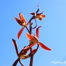 꽃보다 보세 이미지