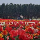2025 섬 튤립축제 이미지