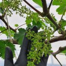 호동농장 이미지