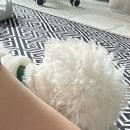스마트 애견 | 얼음정수기 사은품으로 제공받은 애견 드라이룸 사용후기 : 펫니즈 스마트 반려동물 드라이룸