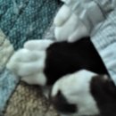 이자매펫미용원 이미지