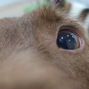 팅커벨