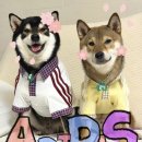 신천지 | 중티다스 중국 상하이 아디다스 방문 후기 신천지 아디다스 강아지 옷