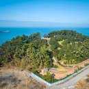 서천 마량리 동백나무 숲 이미지