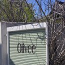 올리브 | 경주 황리단길카페 올리브 후기 | 야외좌석 힐링 가능한 감성 디저트 카페