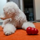 이상지 | 대형견 장난감 콩토이 m 사이즈 사용 후기