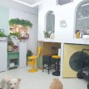 우리동네펫 이미지