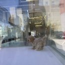 한산켄넬 이미지