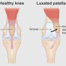 예은동물의료센터 이미지