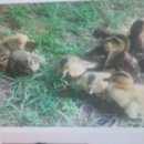 청산오리 이미지