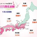 일본 벚꽃 개화시기로 짐작해보는 국내 벚꽃 개화시기 이미지