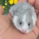 펫엔글라이더본점&로던트클럽 광주 이미지