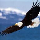 독수리 이미지