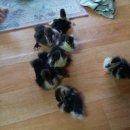 기러기농장 이미지