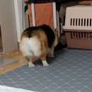 럭키켄넬 이미지