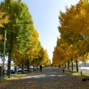 은행나무길 화장실 이미지