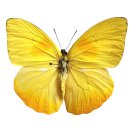 🦋함평나비축제🦋 이미지