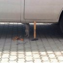 차고쳐 이미지