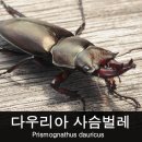숲속에마트