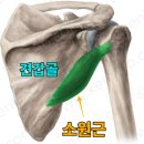 소원근(teres minor) 이미지