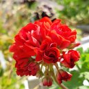 스타로프 이미지