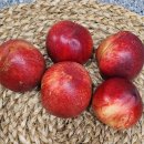 식송농장 이미지