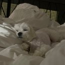 태인 애견 | 반려견 동반 펜션, 가평애견풀빌라 솔직후기