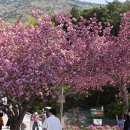 청룡사 | 경남 사천 가볼만한곳 겹벚꽃 명소 청룡사 방문 후기 (2026년 4월 16일)