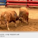 동물학대 논란에…&#39;소싸움&#39; 무형문화재 보류-뉴스 이미지