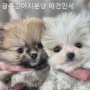 광주강아지분양 애견만세 이미지