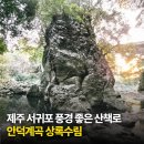 기곡 | 제주 서귀포 사계절 산책하기 좋고 풍경 좋은 안덕계곡 상록수림