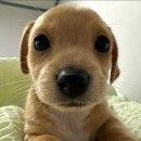 디즈데이즈 | 비지 디즈데이즈