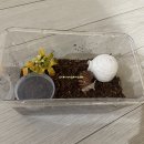 백와간 이미지