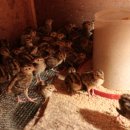 민수농장 이미지