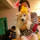 몽블리 애견카페 이미지