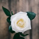 당신은참;예쁜꽃 이미지