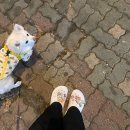 유한회사 장보고푸드 | 11월 마지막 블챌 이라 쓰고 병자라 읽는다