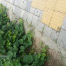 매실떡갈비 이미지