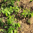 진격농장 이미지