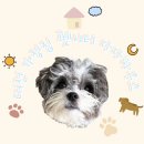 천사 펫하우스 이미지