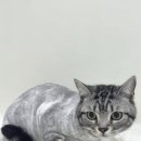 댕그루밍 이미지