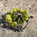 산토리니앤 이미지