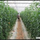 새천년농장 이미지